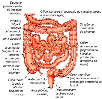 A consistência das fezes é um indicador importante da saúde